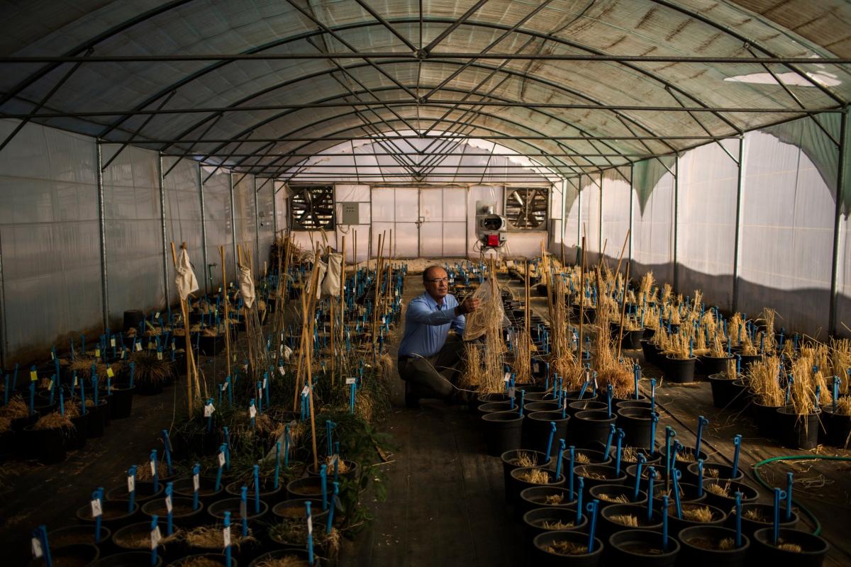 Ali Shehadeh, a plant conservationist from Syria who fled the war in his country, at work in Terbol, Lebanon. Credit Diego Ibarra Sanchez for The New York Times