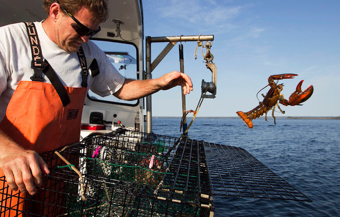  A lobsterman threw back a lobster near Mount Desert, Me. in 2012. The catch in the area has reached record highs. Credit Robert F Bukaty/Associated Press 
