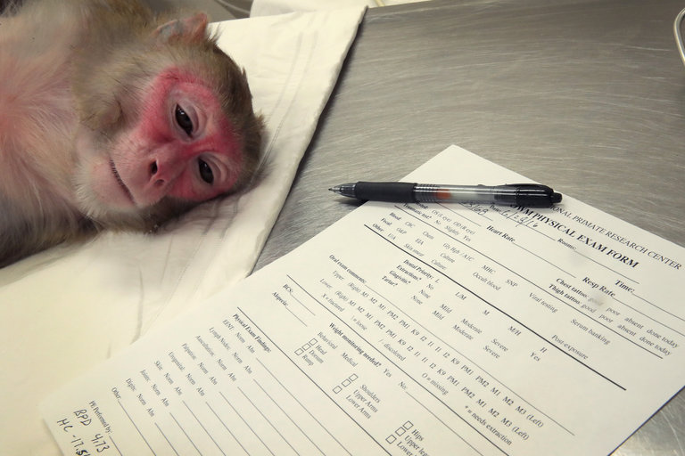 A pregnant rhesus macaque monkey infected with the Zika virus. University researchers released a study that found the Zika virus persisted in the blood of pregnant monkeys for 30 to 70 days but only around seven days in others. Credit Scott Olson/Getty Images 