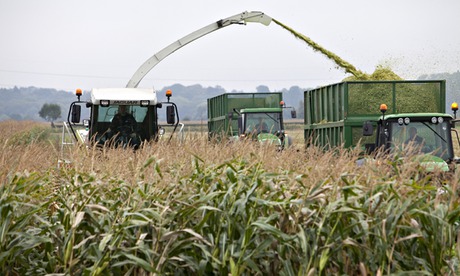 A harvester collects maize in a field at Severn Trent's crop-fed power plant in Stoke Bardolph, near Nottingham. Photograph: David Levenson/Getty Images